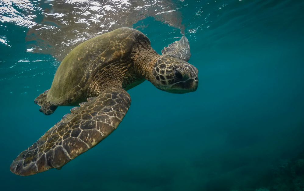 Hawaiian green sea turtle swimming at a North Shore beach on Oahu Hawaiian green sea turtle swimming at a North Shore beach