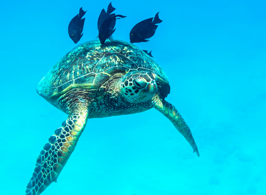 Snorkel with the Turtles in Waikiki