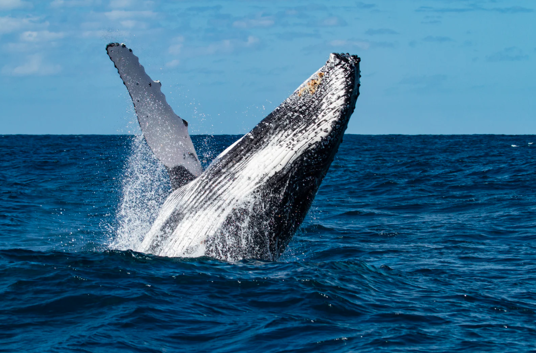 Humpback whale breaching off the coast of Oahu during winter migration Humpback whale breaching off the coast of Oahu during winter migration