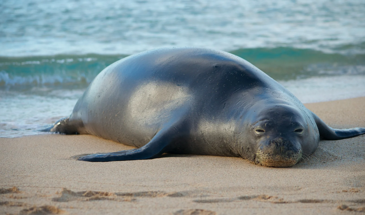 Endangered Hawaiian monk seal resting on Kaʻena Point beach Endangered Hawaiian monk seal resting on Kaʻena Point beach