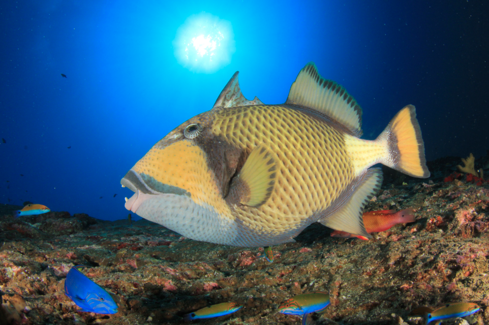 Tropical reef fish swimming through vibrant coral reef in Oahu Tropical reef fish swimming through vibrant coral reef in Oahu