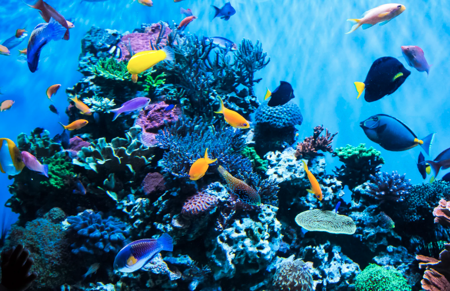 Waikiki Aquarium
