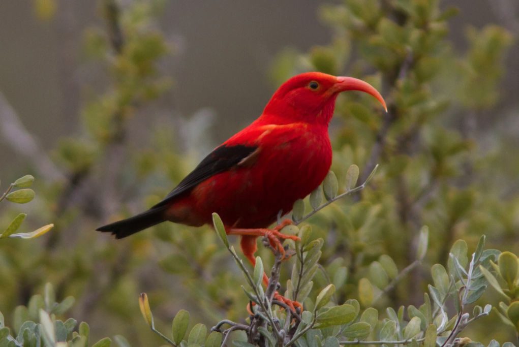 Bird with red feathers in Hawaiian rainforest Bird with red feathers in Hawaiian rainforest