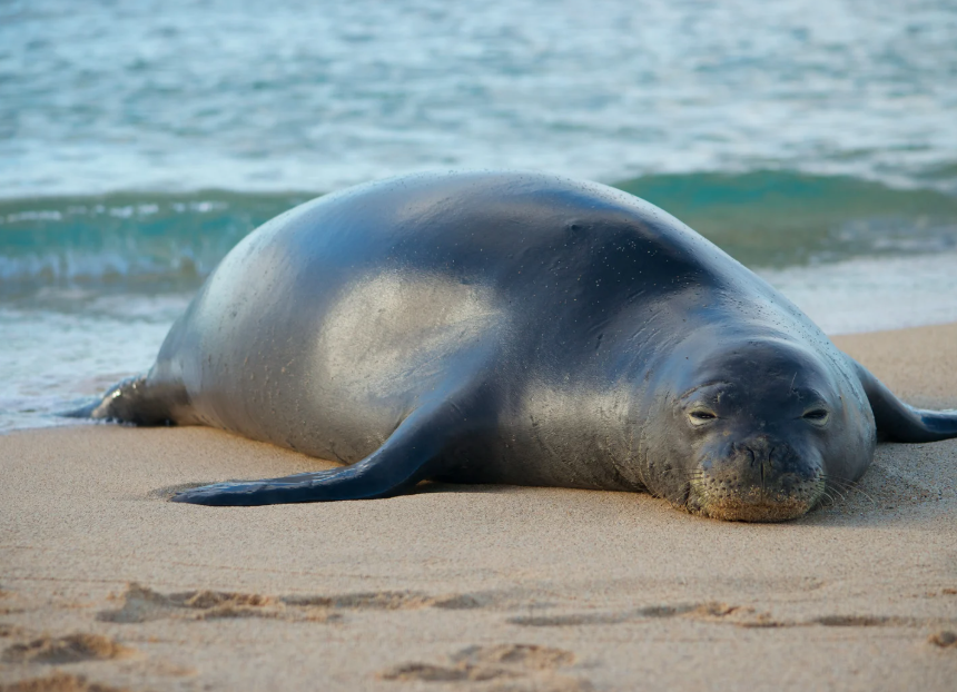 Hawaii visitor guide Oahu travel tips
