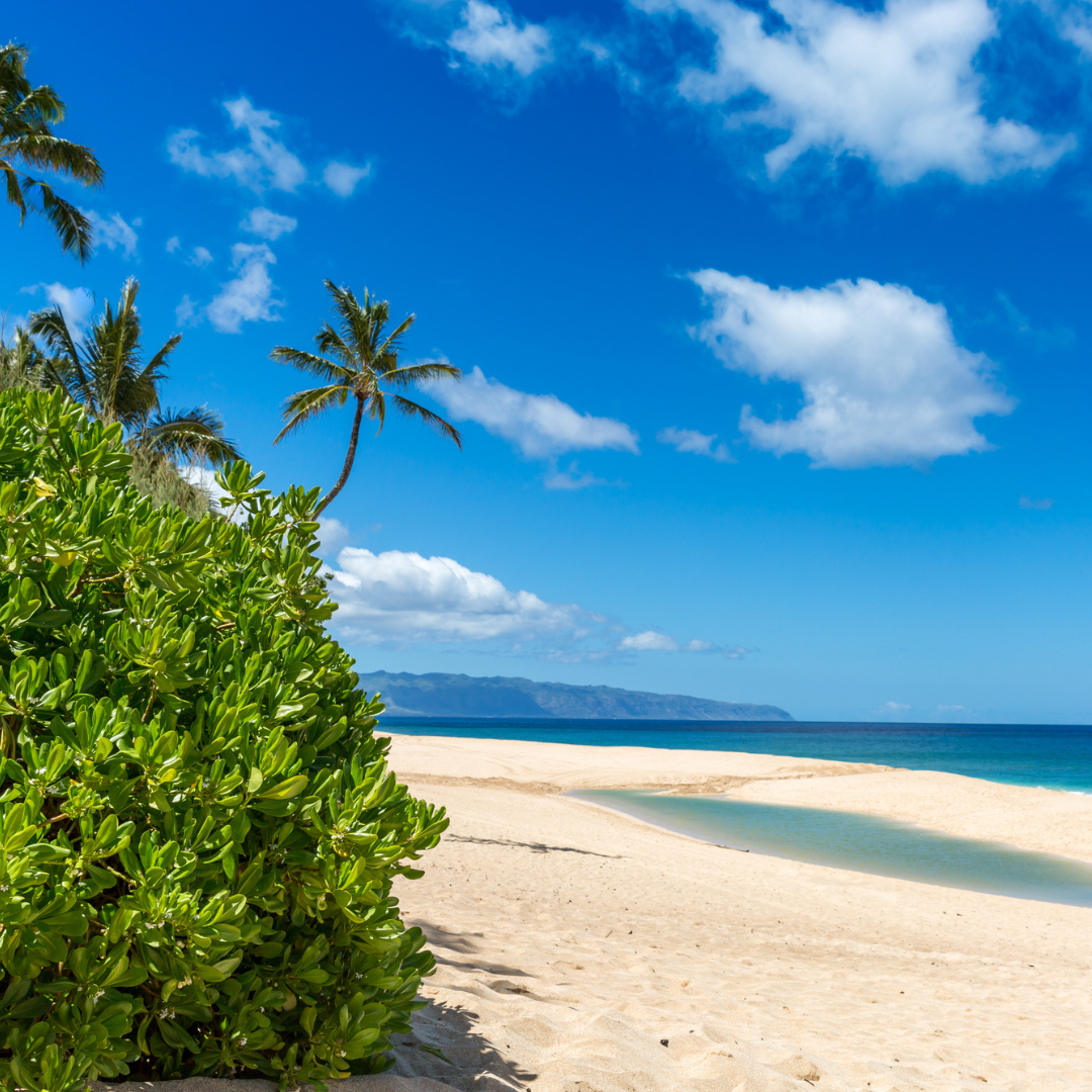 North Shore 