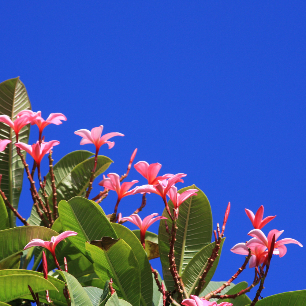 Plumeria Flowers