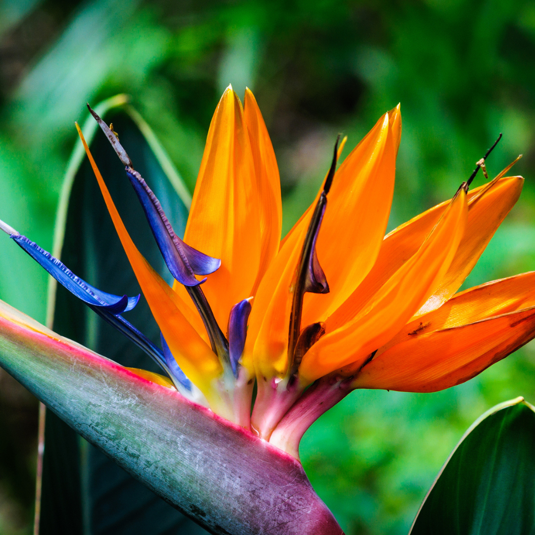 Bird of Paradise