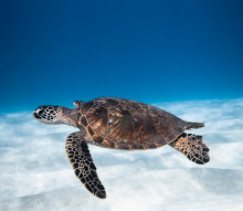 Oahu Snorkeling Spots Oahu Snorkeling Spots
