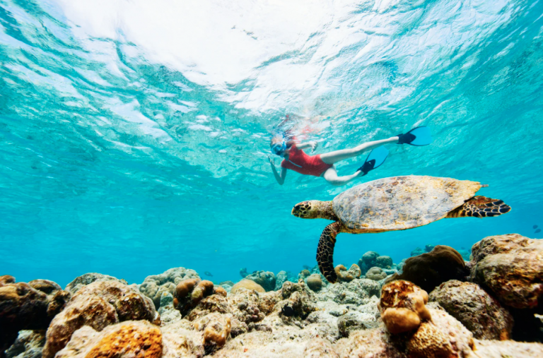 Turtle Canyon Waikiki Turtle Canyon Waikiki