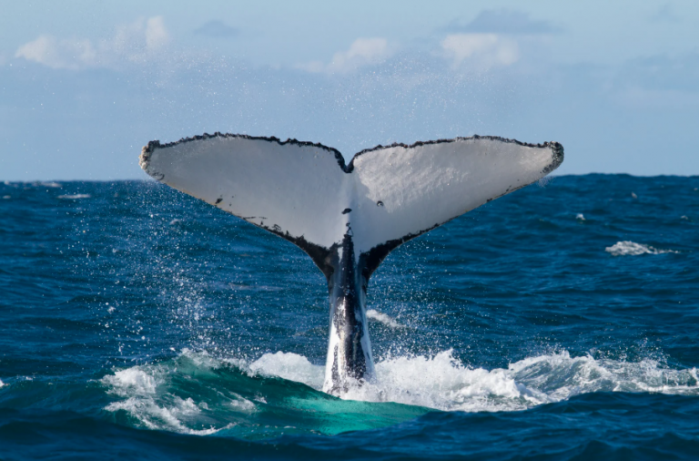 Spot Humpback Whales Along Oahu’s Coastline Spot Humpback Whales Along Oahu’s Coastline