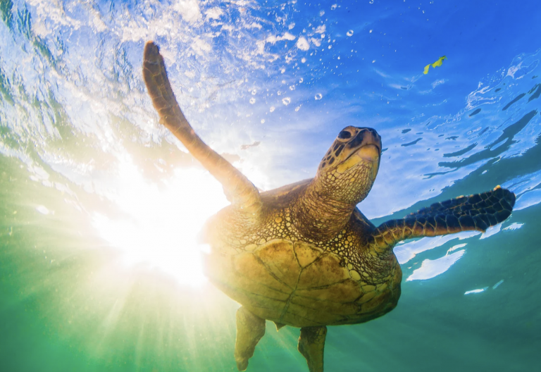 Snorkle with Turtles 