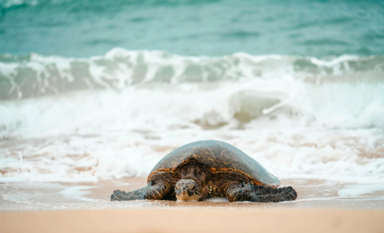 Turtle Beach Oahu