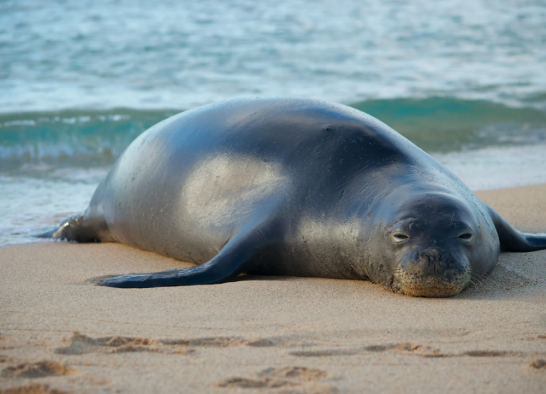 Hawaii visitor guide Oahu travel tips