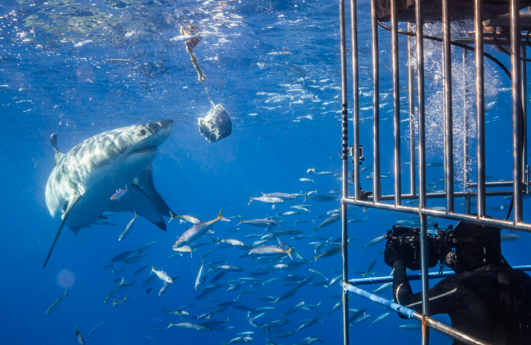 Shark Cage Diving on Oahu's North Shore Shark Cage Diving on Oahu's North Shore