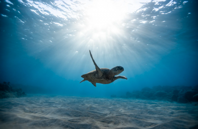 Snorkel with the turtles Snorkel with the turtles