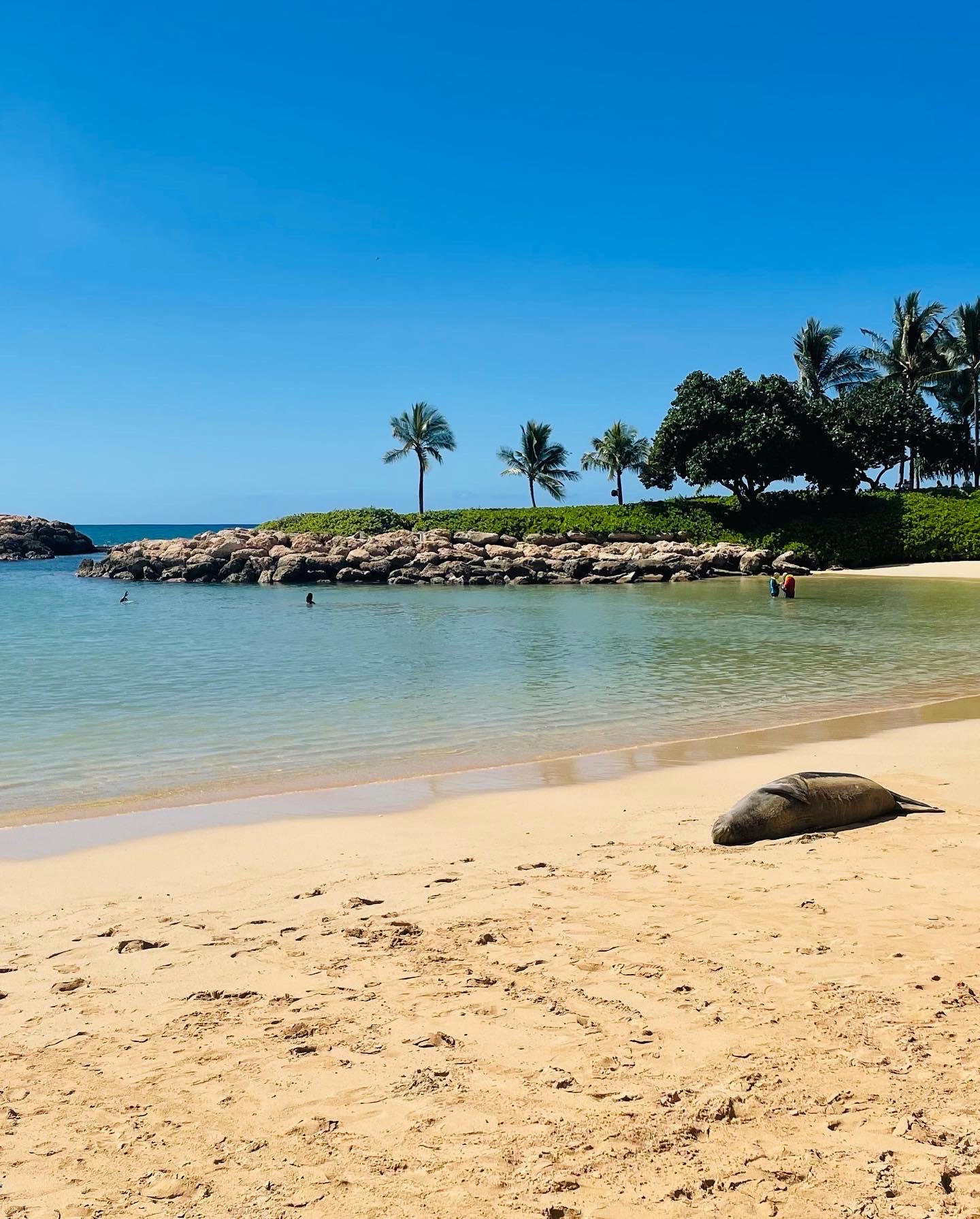 Monk Seal Resting at Ko Olina Beach