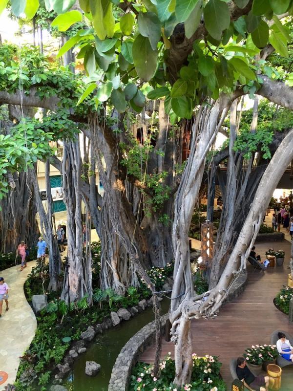 A view of the banyan tree in the International Marketplace
