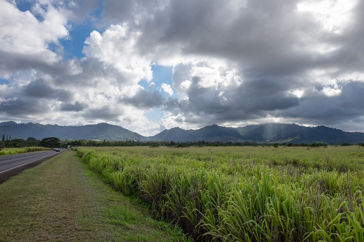 A pineapple field in Oahu