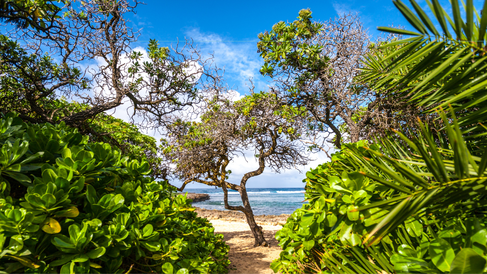 North Shore Oahu Vacation Rentals