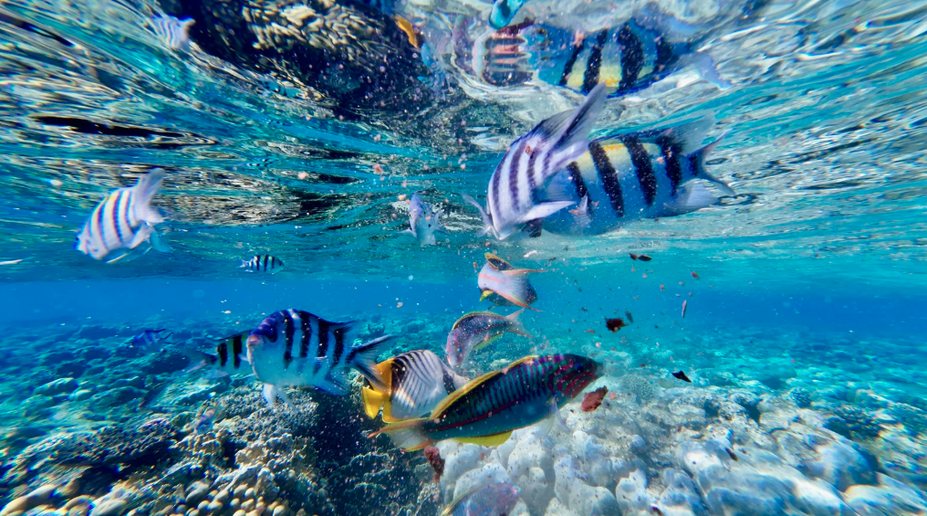 Snorkeler swimming over a coral reef with tropical fish in Hawaii Snorkeler swimming over a coral reef with tropical fish in Hawaii