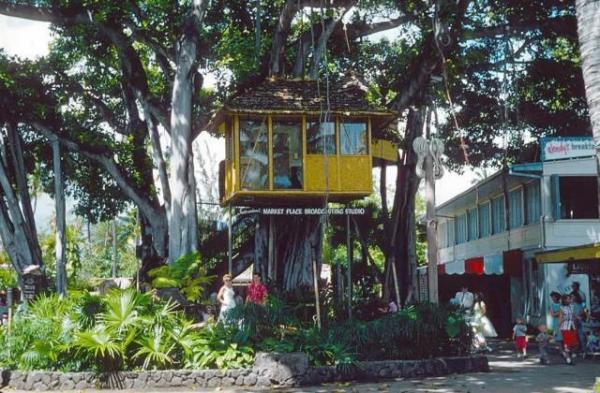 A view of the treehouse